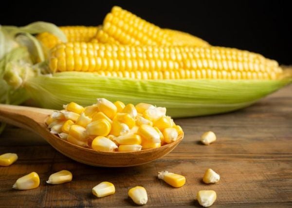 Bắp ngô ngọt cung cấp năng lượng và protein thực vật lành mạnh